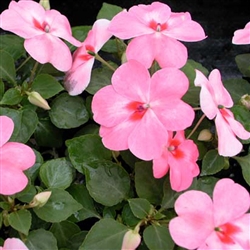 Impatiens Balance Coral