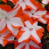 Impatiens Balance Orange Star