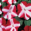 Impatiens Balance Red Star