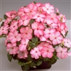 Impatiens Balance Rose Picotee