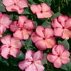 Impatiens Balance Salmon Pic