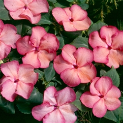 Impatiens Balance Salmon Pic