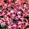 Impatiens Balance Star Mix