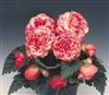 Begonia Tub Non Stop Rose Pellets