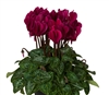 Cyclamen Verano Sync Dk Violet