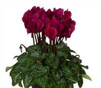 Cyclamen Verano Sync Dk Violet_disc