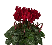 Cyclamen Verano Dp Wine