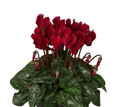 Cyclamen Verano Dp Wine