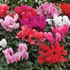 Cyclamen Verano Synchro Mix