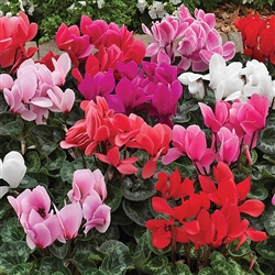 Cyclamen Verano Synchro Mix