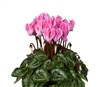 Cyclamen Verano Neon Flame_disc