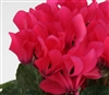 Cyclamen Verano Sync Neon Pink