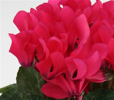 Cyclamen Verano Sync Neon Pink_disc