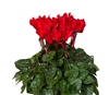 Cyclamen Verano Sync Red