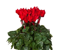 Cyclamen Verano Sync Red_disc