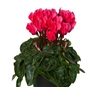 Cyclamen Verano Sync Salmon Red