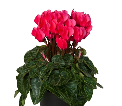 Cyclamen Verano Sync Salmon Red_disc