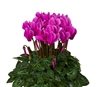 Cyclamen Verano Sync Lt Purp