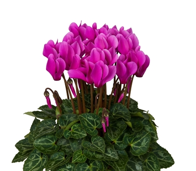 Cyclamen Verano Sync Lt Purp