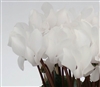 Cyclamen Verano Sync White_disc