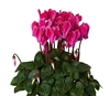 Cyclamen Verano Wine Flame