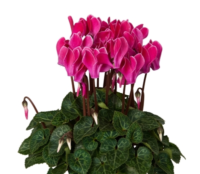 Cyclamen Verano Wine Flame_disc