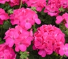 Geranium Apache Dp Rose