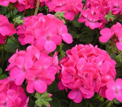 Geranium Apache Dp Rose