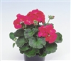 Geranium Apache Glow