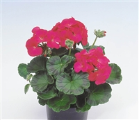 Geranium Apache Glow