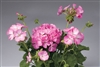 Geranium Apache Pink Bicol