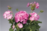 Geranium Apache Pink Bicol