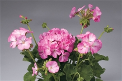 Geranium Apache Pink Bicol