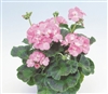 Geranium Apache Pink