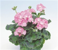 Geranium Apache Pink