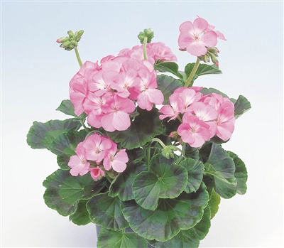 Geranium Apache Pink