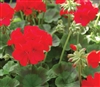 Geranium Apache Red