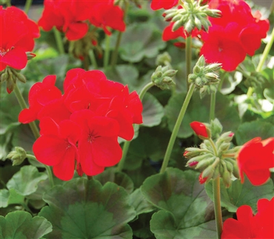 Geranium Apache Red