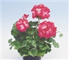 Geranium Apache Rose Bicol