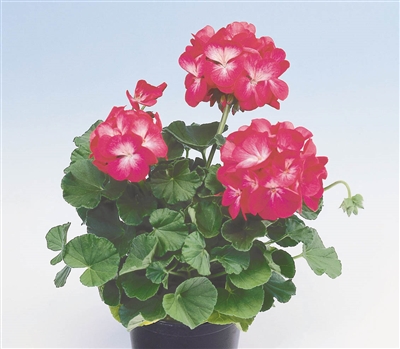 Geranium Apache Rose Bicol