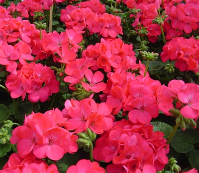 Geranium Apache Rose