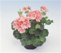 Geranium Apache Salmon