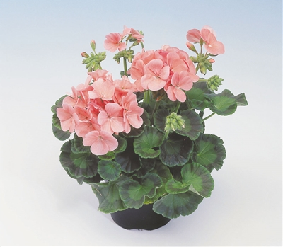 Geranium Apache Salmon