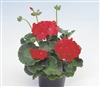 Geranium Apache Scarlet