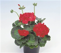 Geranium Apache Scarlet