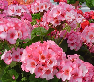 Geranium Apache Star