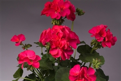 Geranium Apache Violet