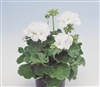 Geranium Apache White