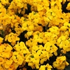 Cheiranthus Sugar Rush Yellow