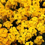 Cheiranthus Sugar Rush Yellow